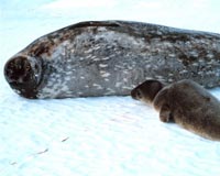 Foca